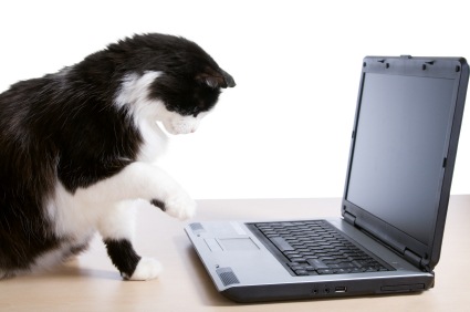 Cat uses a laptop