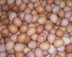 Lots of eggs